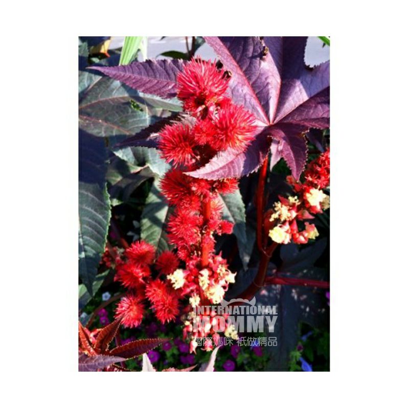 Naissance 영국 Naissance 유기농콜드프레스피마자유 250ml 해외버전