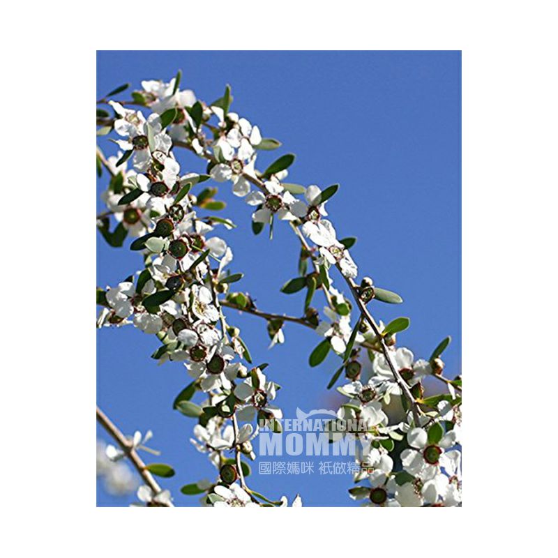 Naissance 영국 Naissance 순수천연티트리에센셜오일 30ml 해외버전