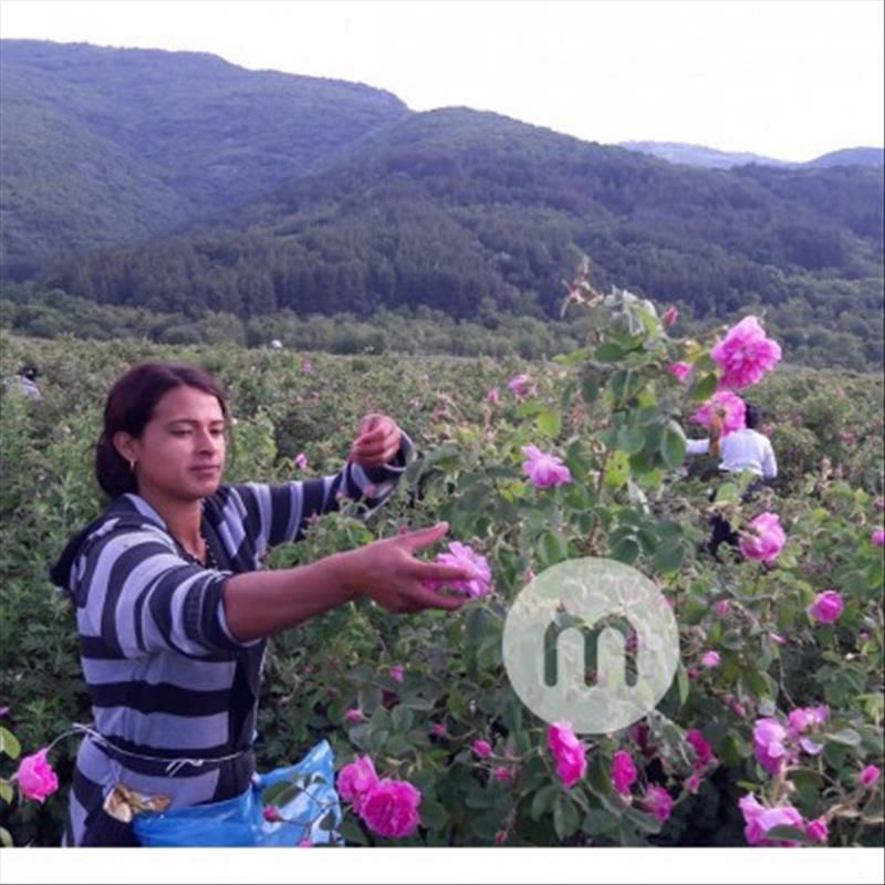 StarRider Elements 독일유기농로즈워터 100ml 해외버전