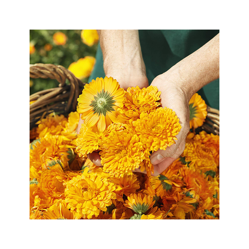 WELEDA 베이비 카렌듈라 상처 보호 크림 해외 현지 오리지널